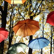 Umbrellas Nature